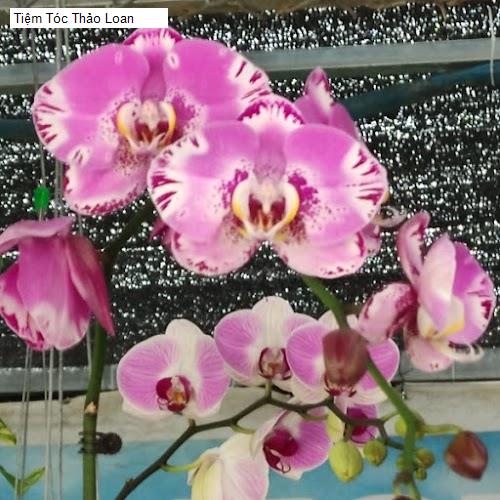 Hình ảnh Tiệm Tóc Thảo Loan